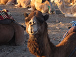 Thumbnail image for Mountain. Desert. Camel. Photo. Parrot Cake.