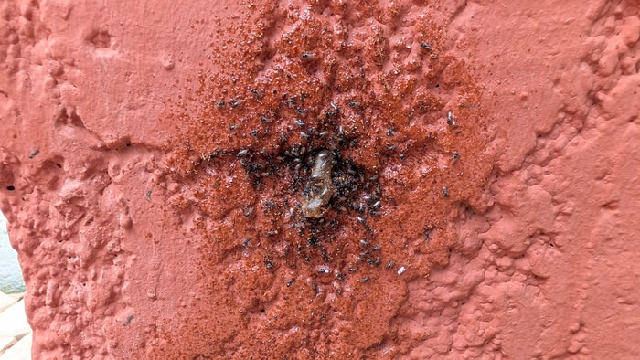 Stingless bees in Senegal